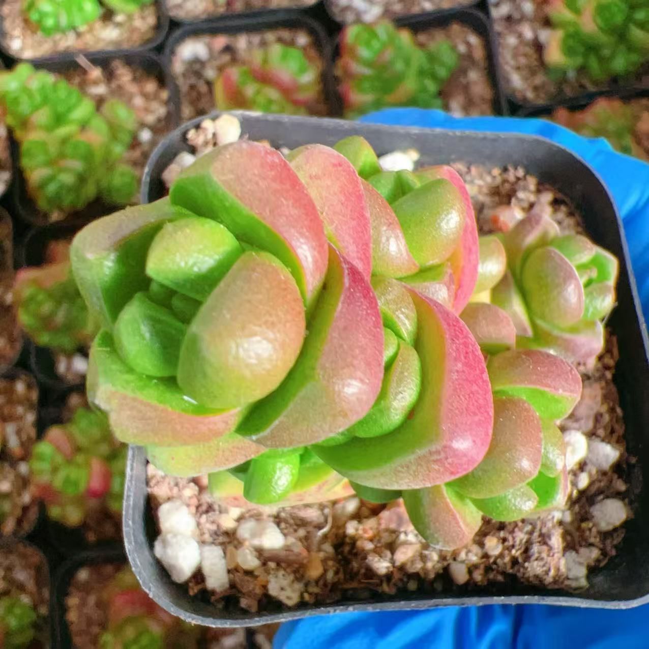 Top【選抜株】多肉植物　26362ミックス苗　105個　プラグトレー苗 プラグトレー ミックス苗 – Top Succulent®