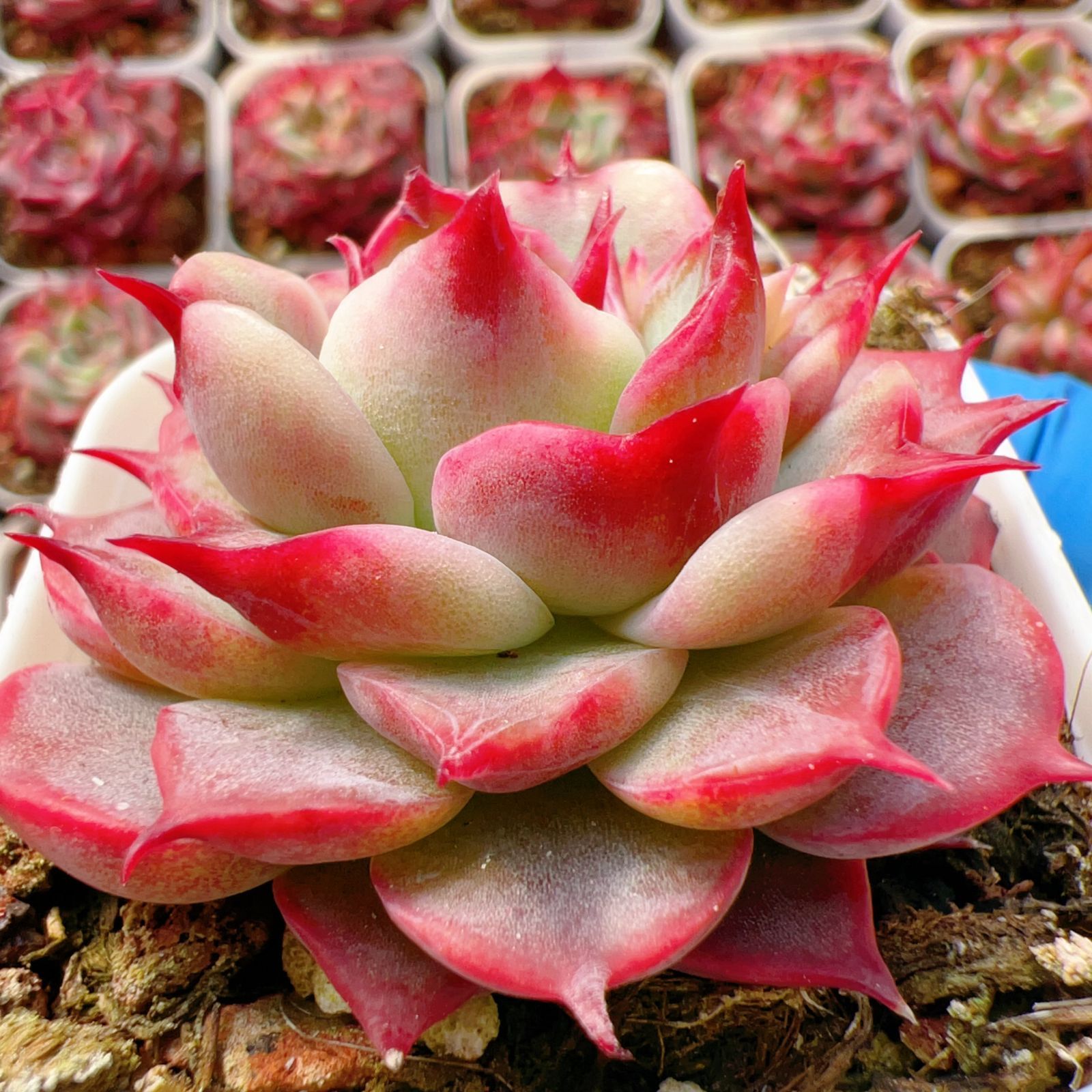 新入荷 24株の抜き苗セット ハマリー 多肉植物 佐川急便発送