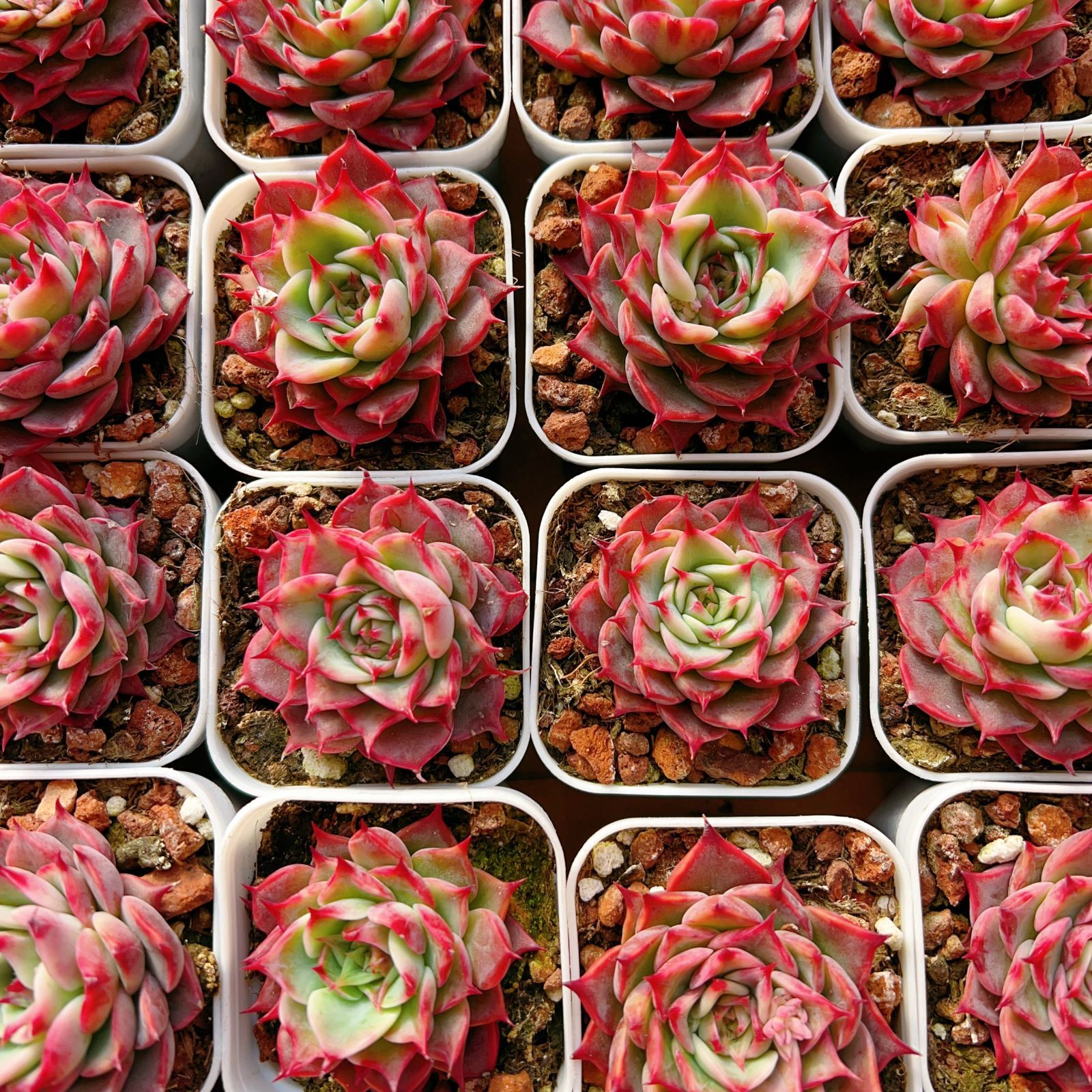 新入荷 24株の抜き苗セット ハマリー 多肉植物 佐川急便発送