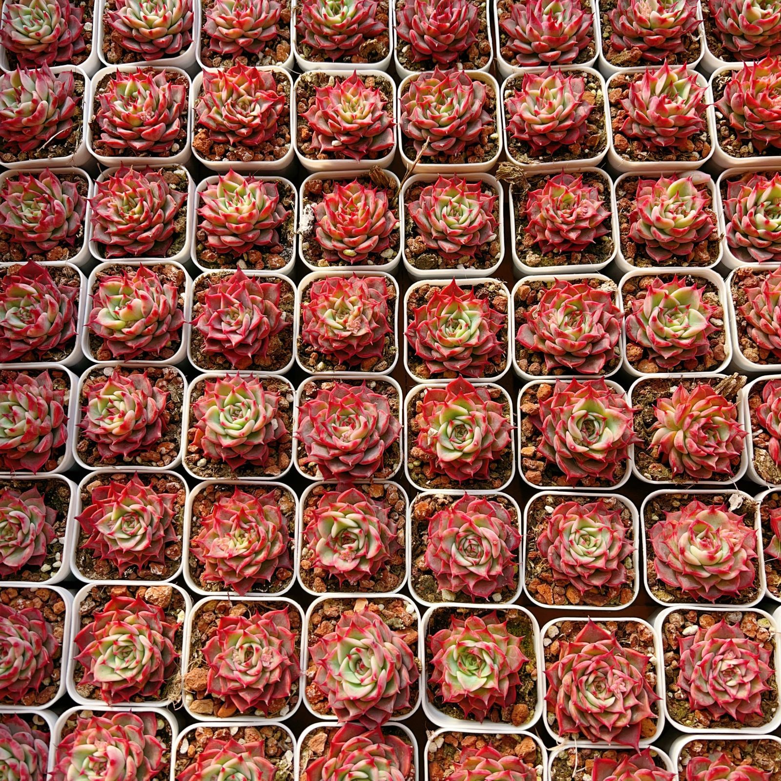 新入荷 24株の抜き苗セット ハマリー 多肉植物 佐川急便発送