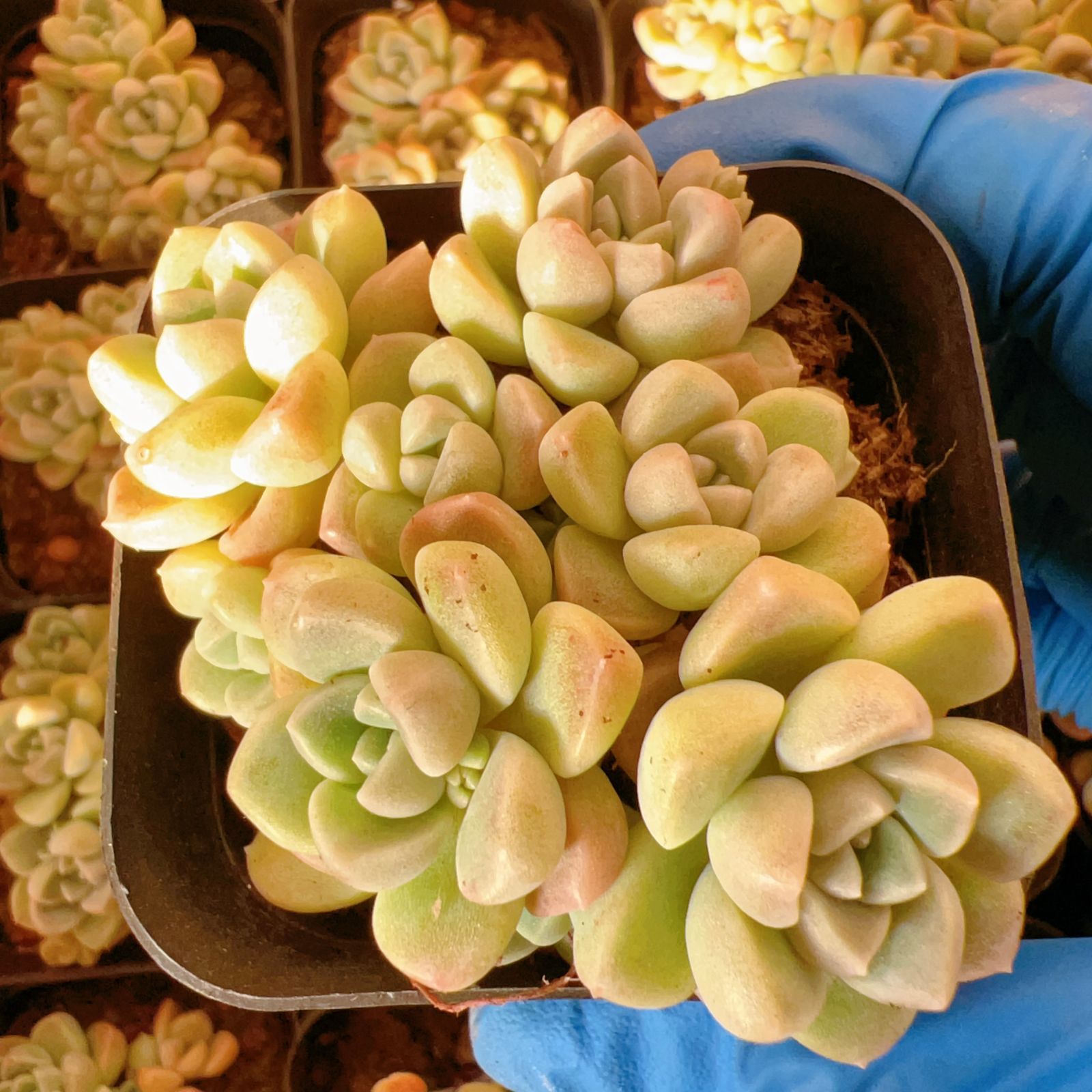 新入荷 24株の抜き苗セット ルオフルーツ 多肉植物 佐川急便発送