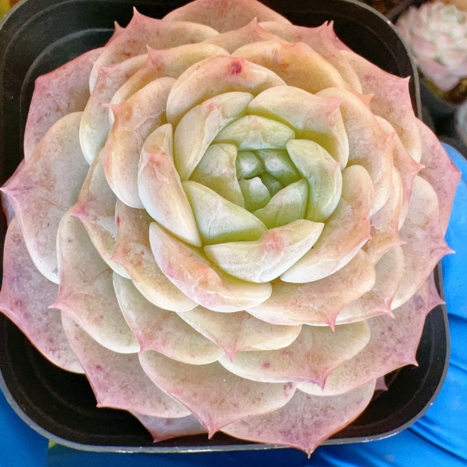 新入荷 24株の抜き苗セット ホワイトスノー 多肉植物 佐川急便発送