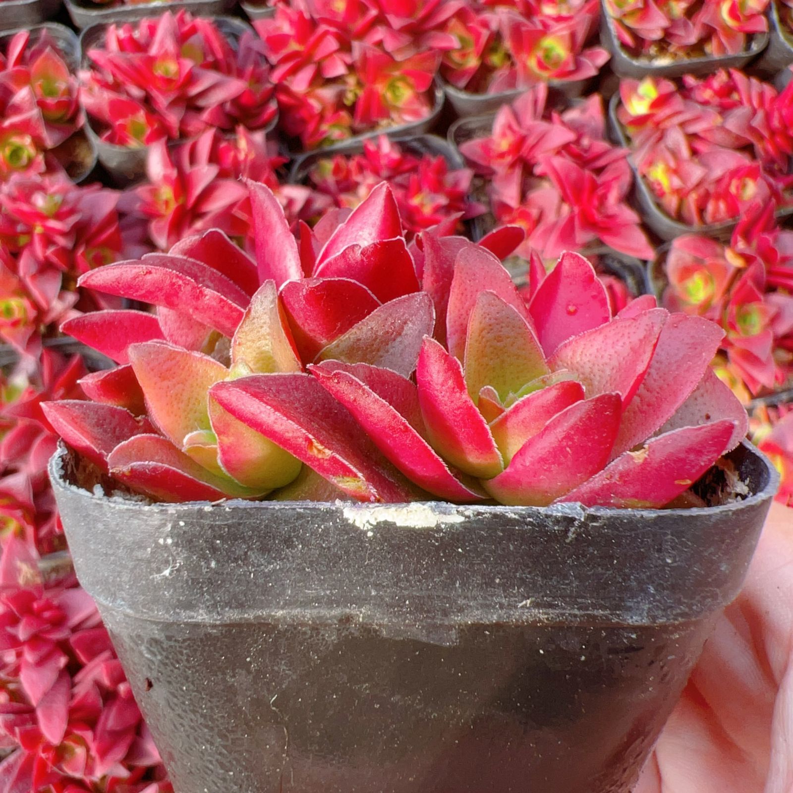 新入荷 24株の抜き苗セット レッドデビルシティ 多肉植物 佐川急便発送