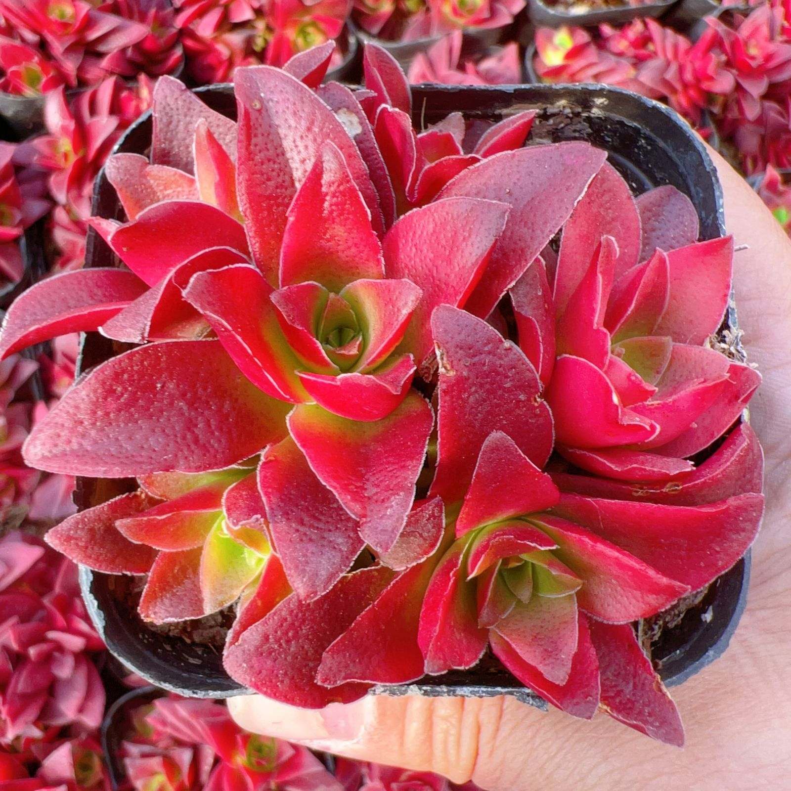 97.多肉植物 ボラピル 1450円【抜き苗】 97.多肉植物 ボラピル 【抜き苗】 【公式通販】