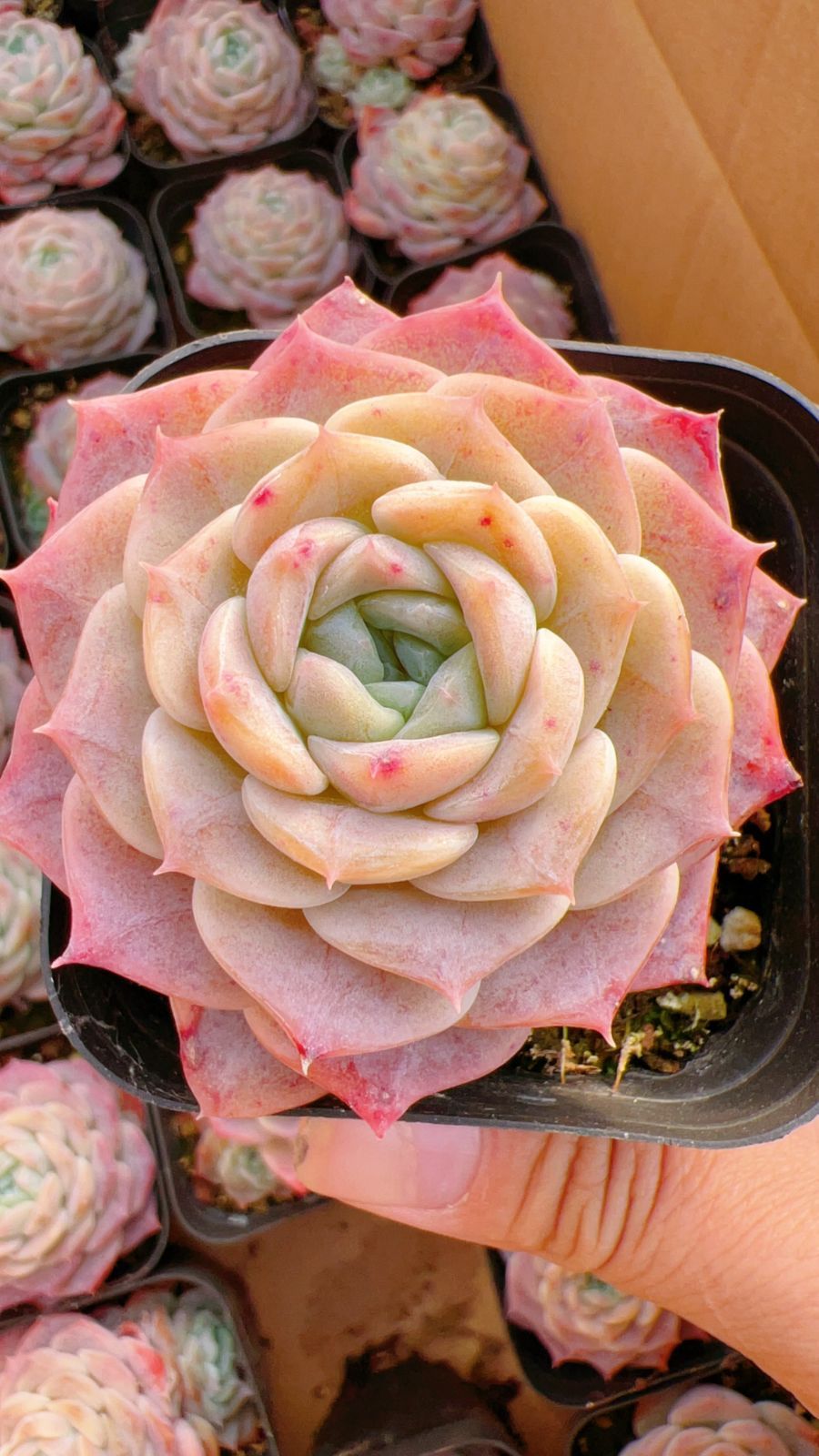 AH1099ストロベリームース24苗多肉植物 エケベリア サボテン 観葉植物