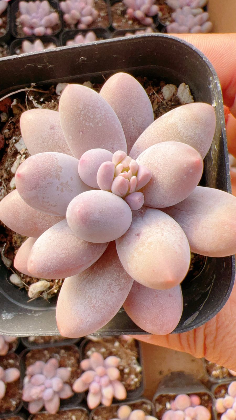24株の抜き苗セット】ゼルダ君 多肉植物 佐川急便発送 エケベリア 韓国