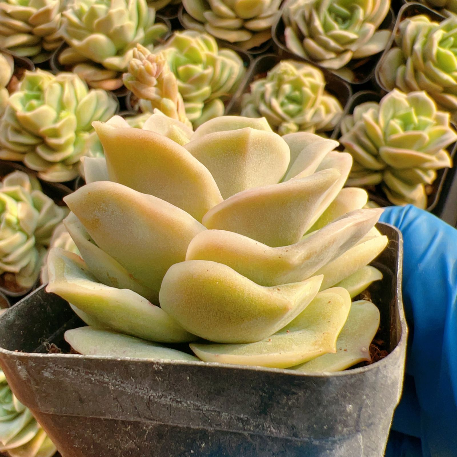 新入荷 24株の抜き苗セット ラブリーローズ 多肉植物 佐川急便発送