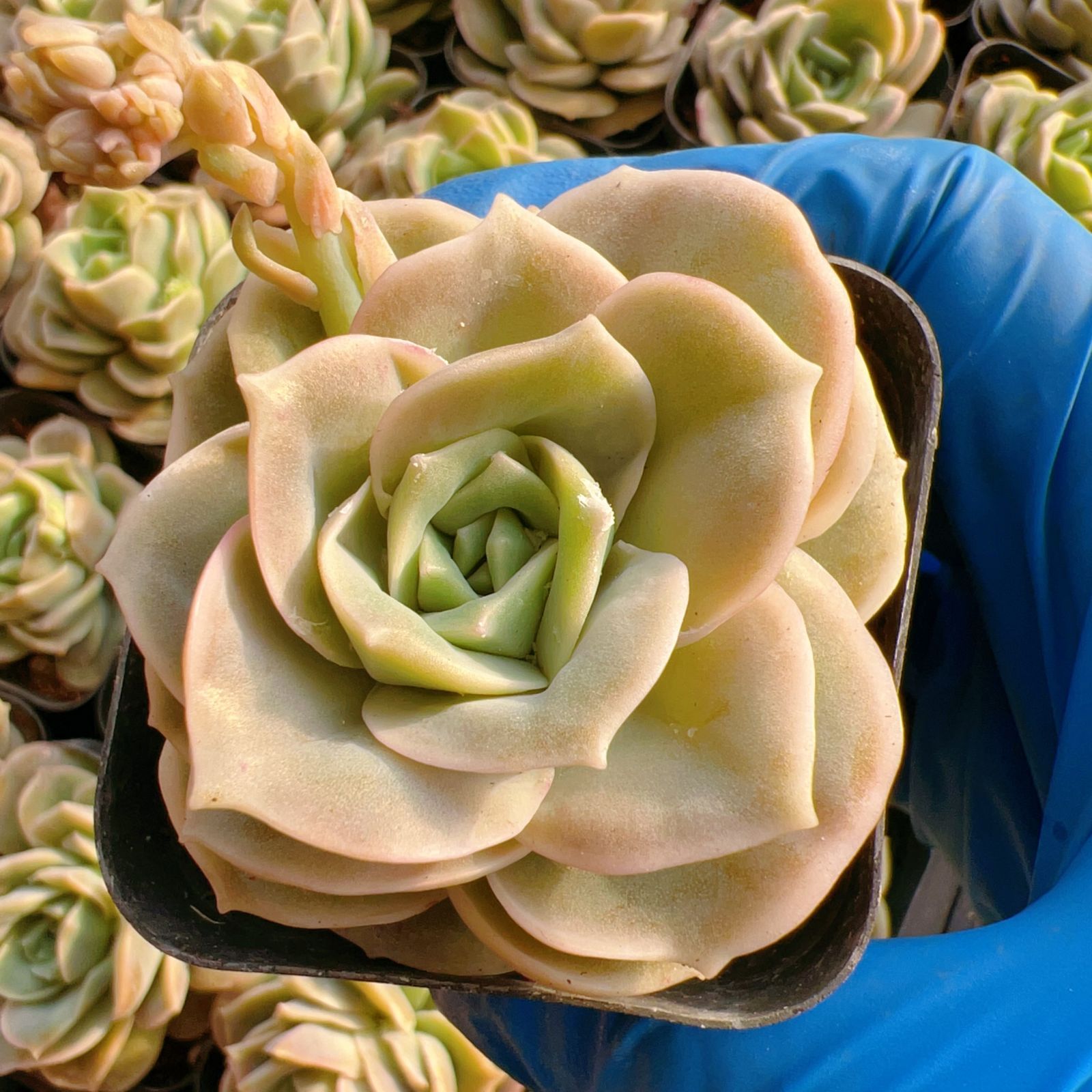 新入荷 24株の抜き苗セット ラブリーローズ 多肉植物 佐川急便発送