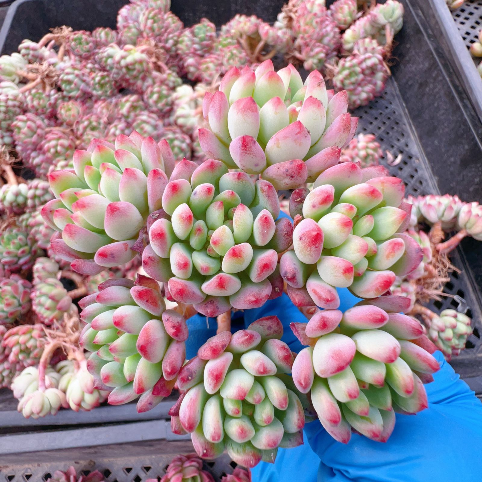 新入荷 24株の抜き苗セット ブルーアップル 多肉植物 佐川急便発送