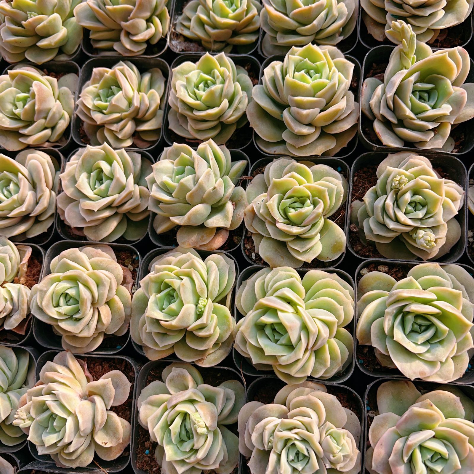 新入荷 24株の抜き苗セット ラブリーローズ 多肉植物 佐川急便発送