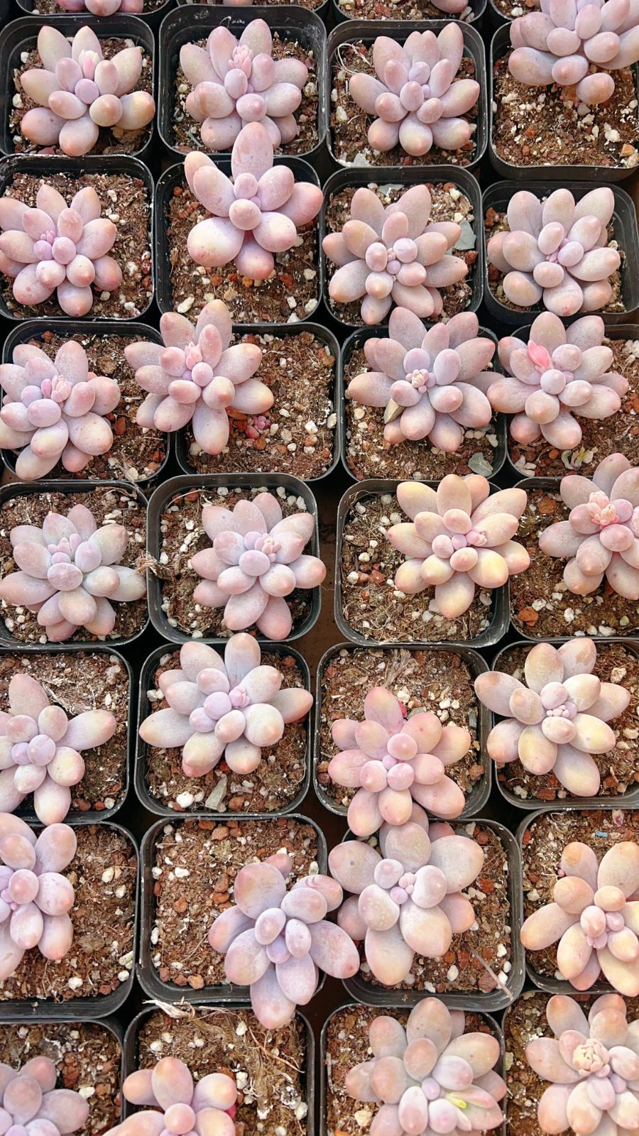 24株の抜き苗セット】ゼルダ君 多肉植物 佐川急便発送 エケベリア 韓国