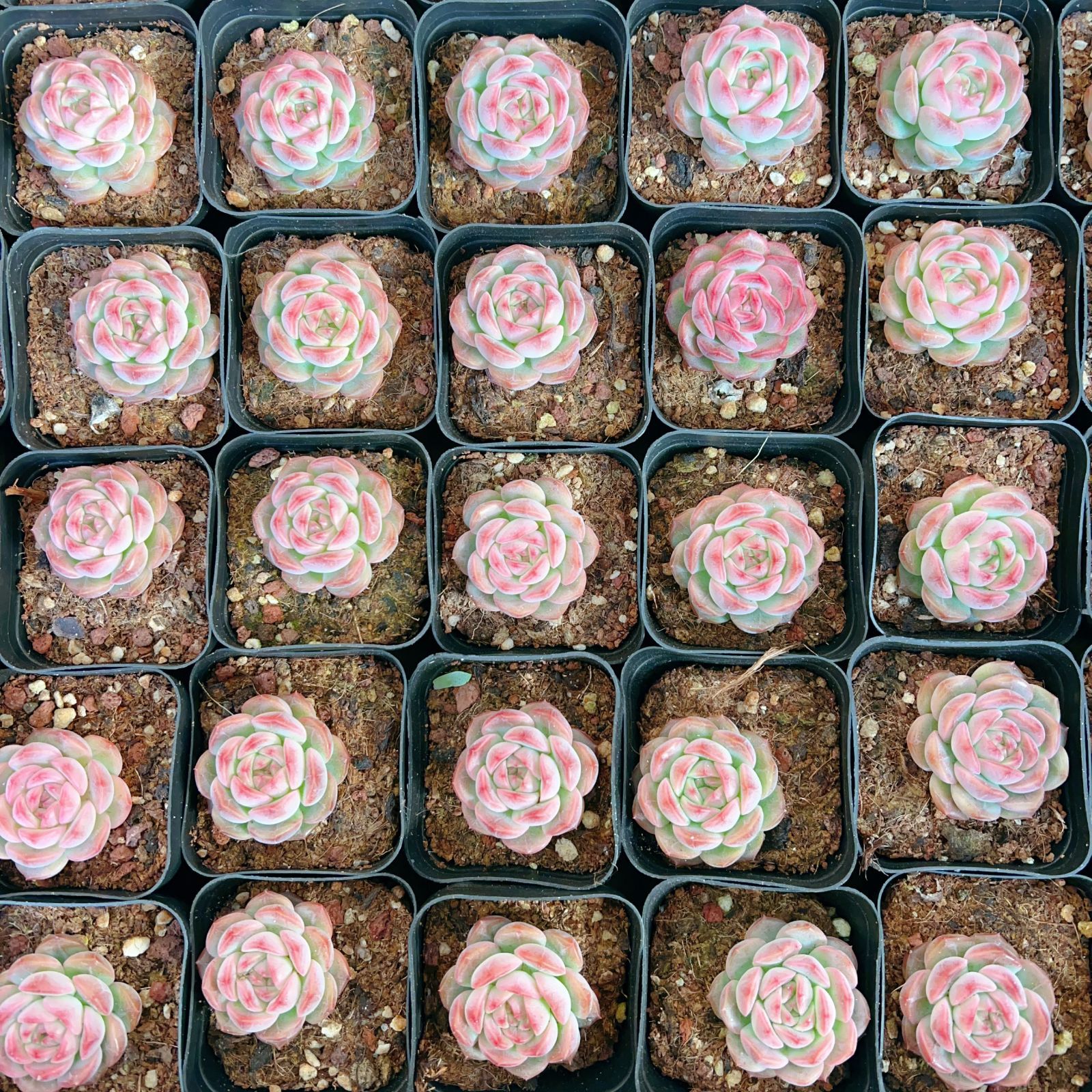 新入荷 24株の抜き苗セット ピンクレン 多肉植物 佐川急便発送