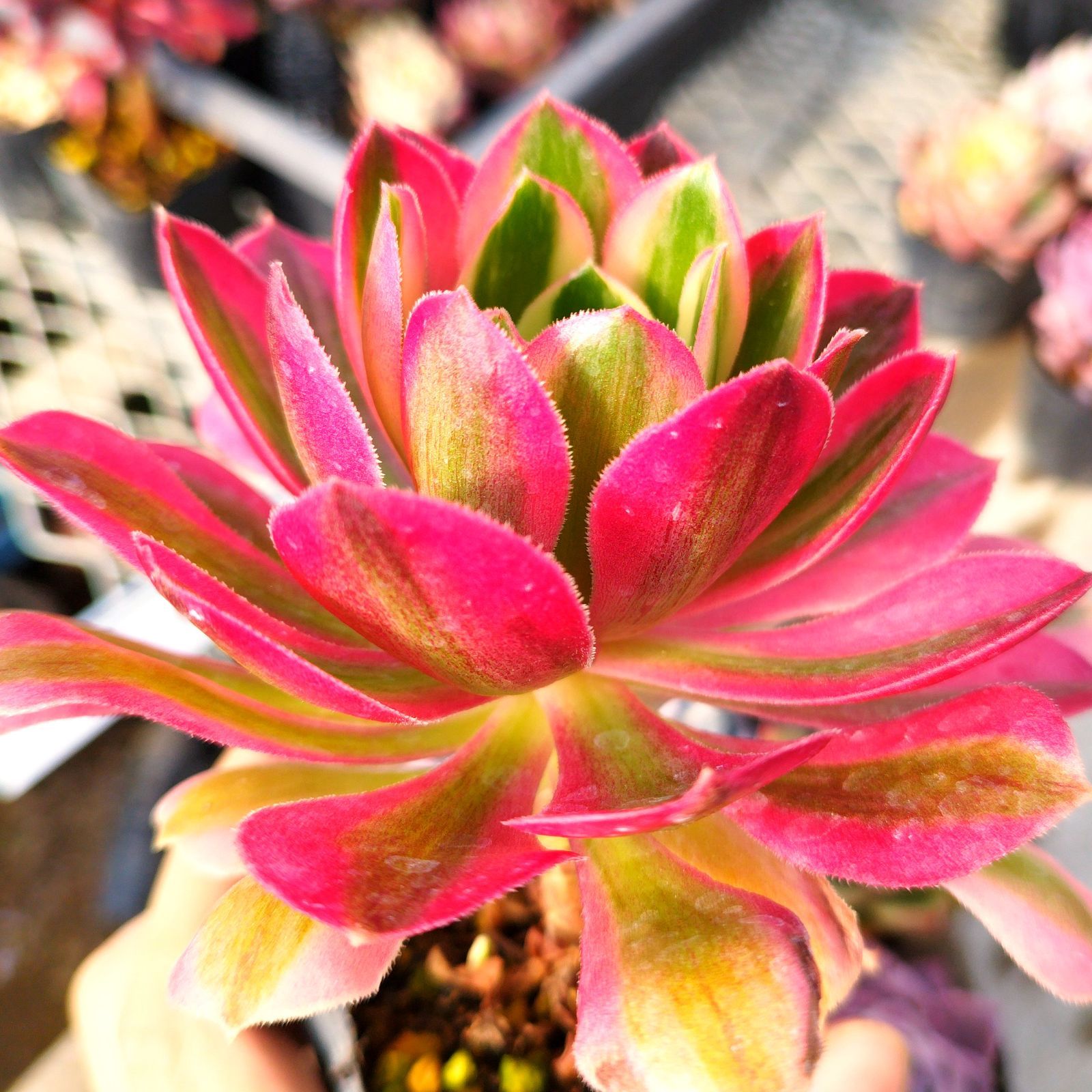 多肉植物 アエオニウム ピンクウィッチ 抜き苗 - メルカリ