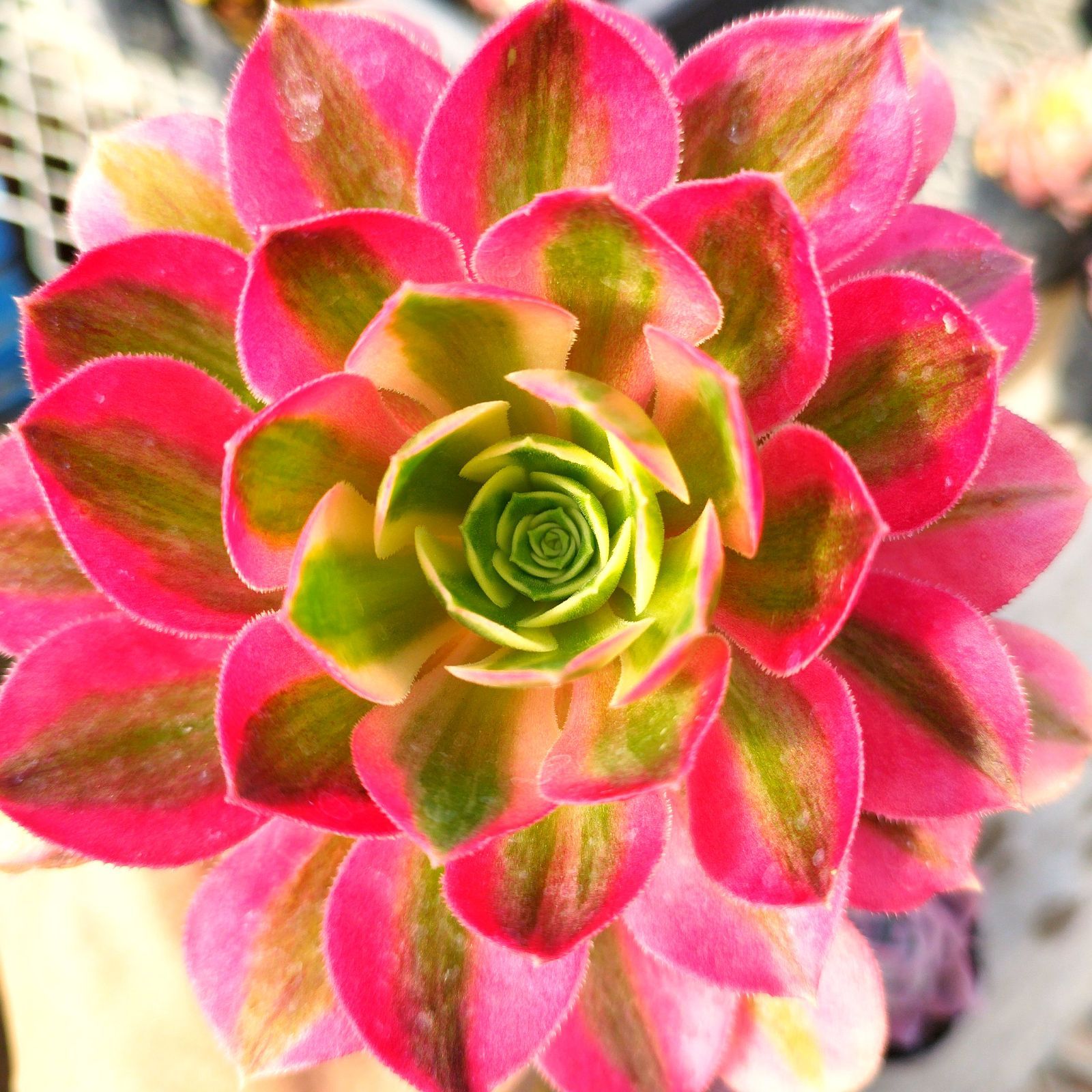 多肉植物 アエオニウム ピンクウィッチ 抜き苗 - メルカリ