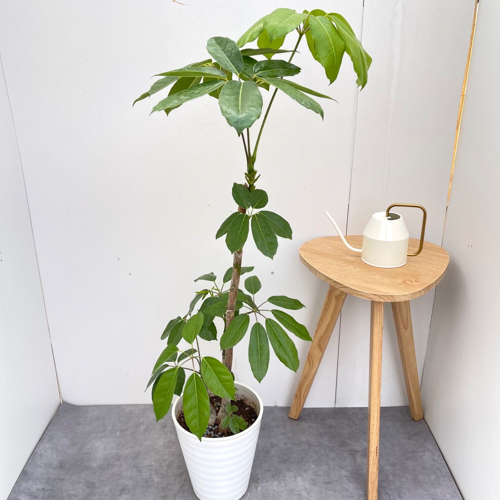 ブラッサイア 5【現品】観葉植物 大型 室内 - メルカリ
