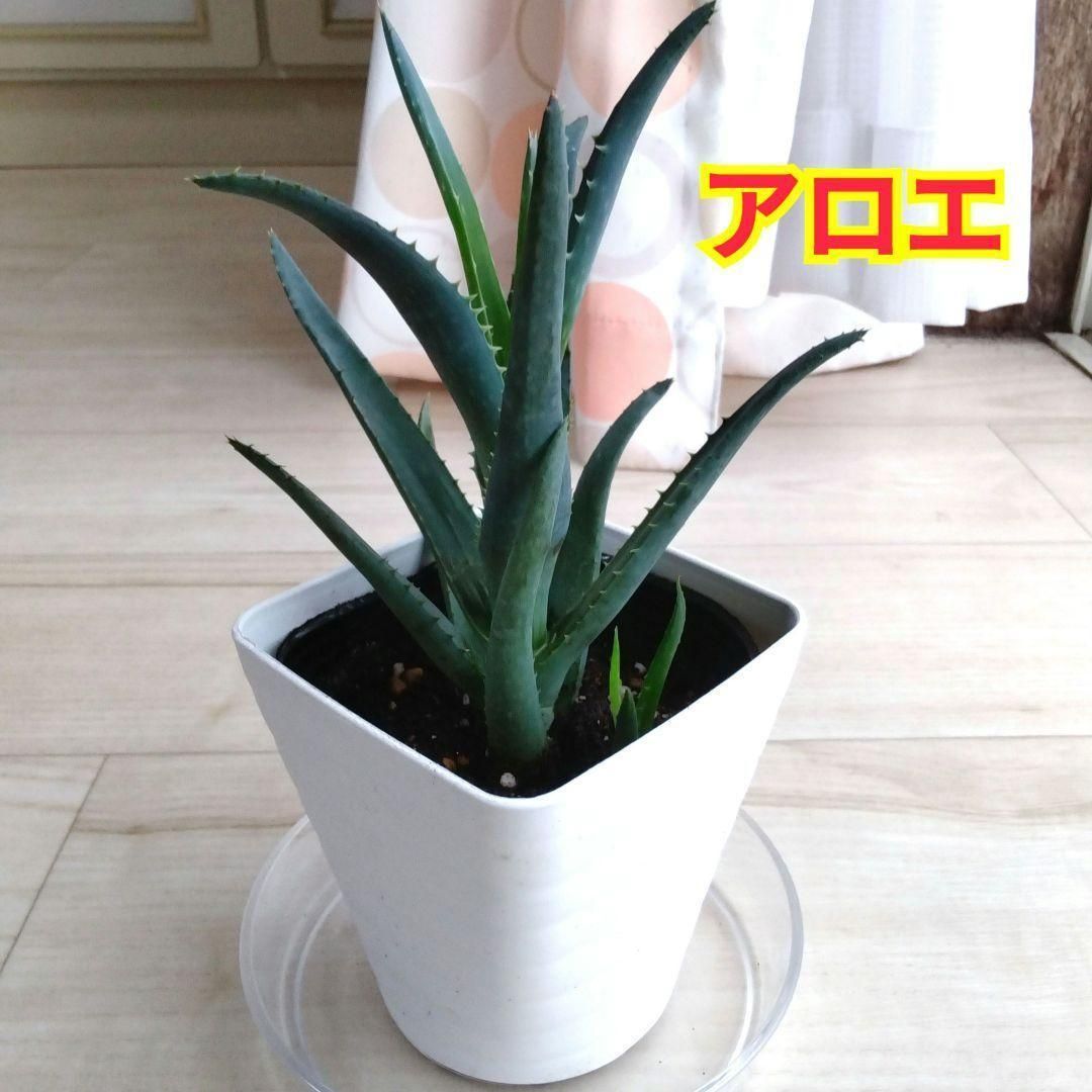アロエ☆観葉植物☆多肉植物☆鉢を含めた高さ19cmぐらい☆初心者にも