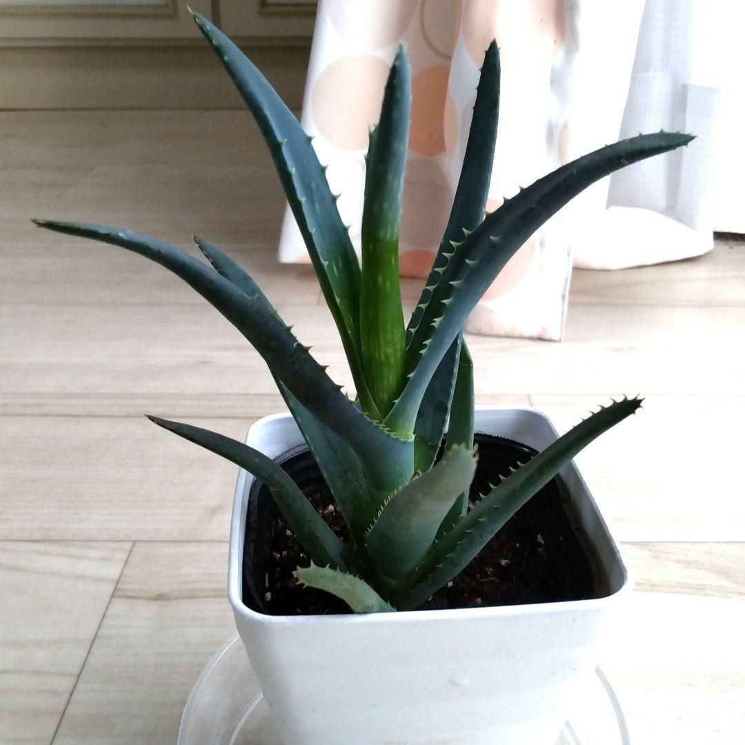 アロエ☆観葉植物☆多肉植物☆鉢を含めた高さ19cmぐらい☆初心者にも