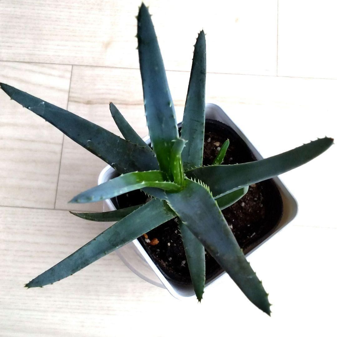 アロエ☆観葉植物☆多肉植物☆鉢を含めた高さ19cmぐらい☆初心者にも