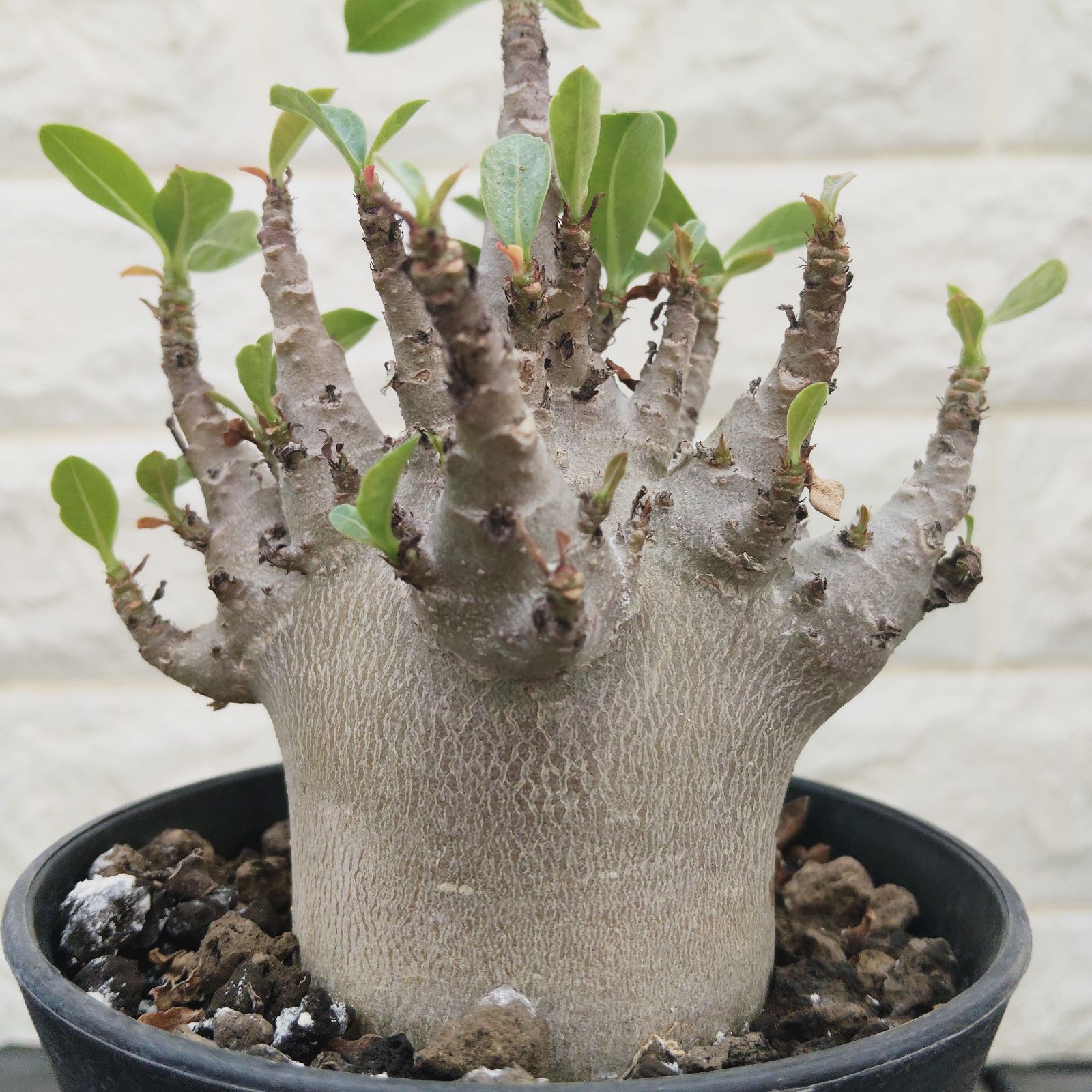 bk38 アデニウム ドワーフ ブラックスキン 塊根植物 コーデックス