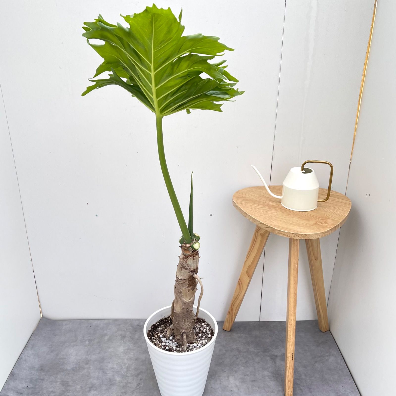 売約済※フィロデンドロン セローム 幹上がり 8【現品】観葉植物 室内 