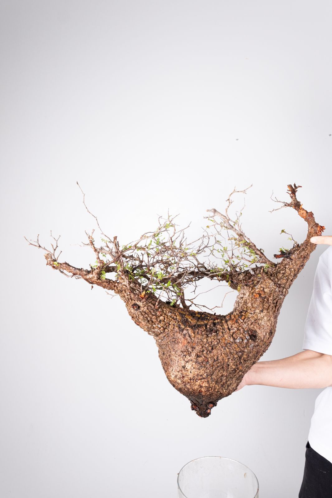 A57 オペルクリカリア パキプス コーデックス ベアルート株 - メルカリ