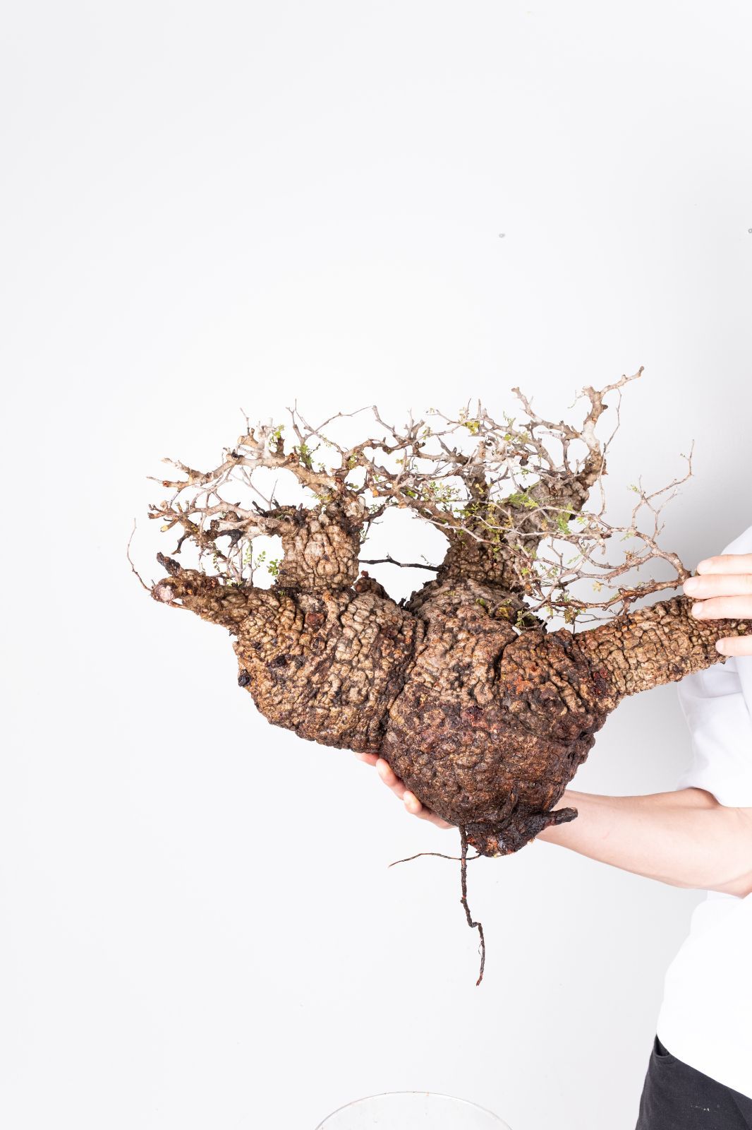 A58 オペルクリカリア パキプス コーデックス ベアルート株 - メルカリ