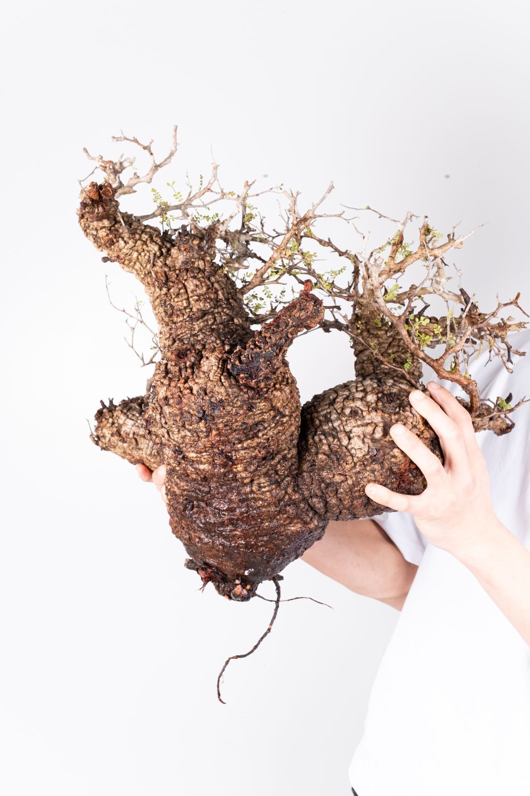 A58 オペルクリカリア パキプス コーデックス ベアルート株 - メルカリ