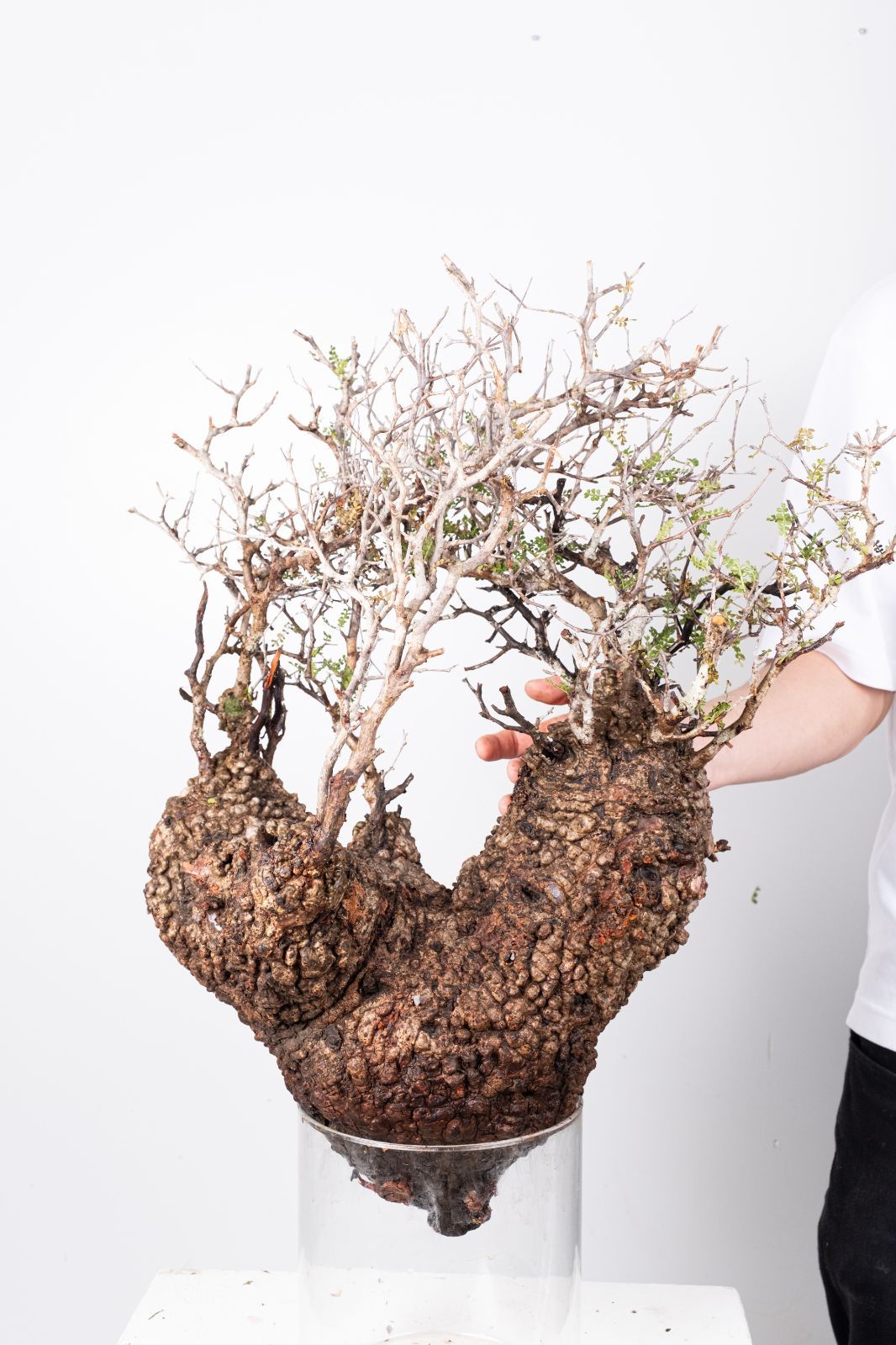 A59 オペルクリカリア パキプス コーデックス ベアルート株 - メルカリ