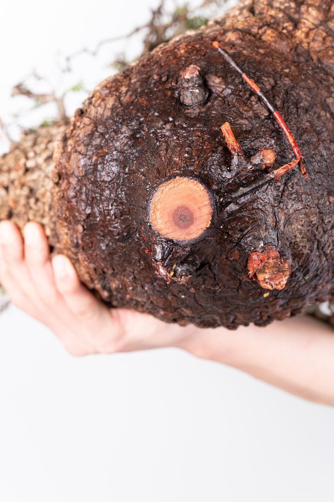 A59 オペルクリカリア パキプス コーデックス ベアルート株 - メルカリ