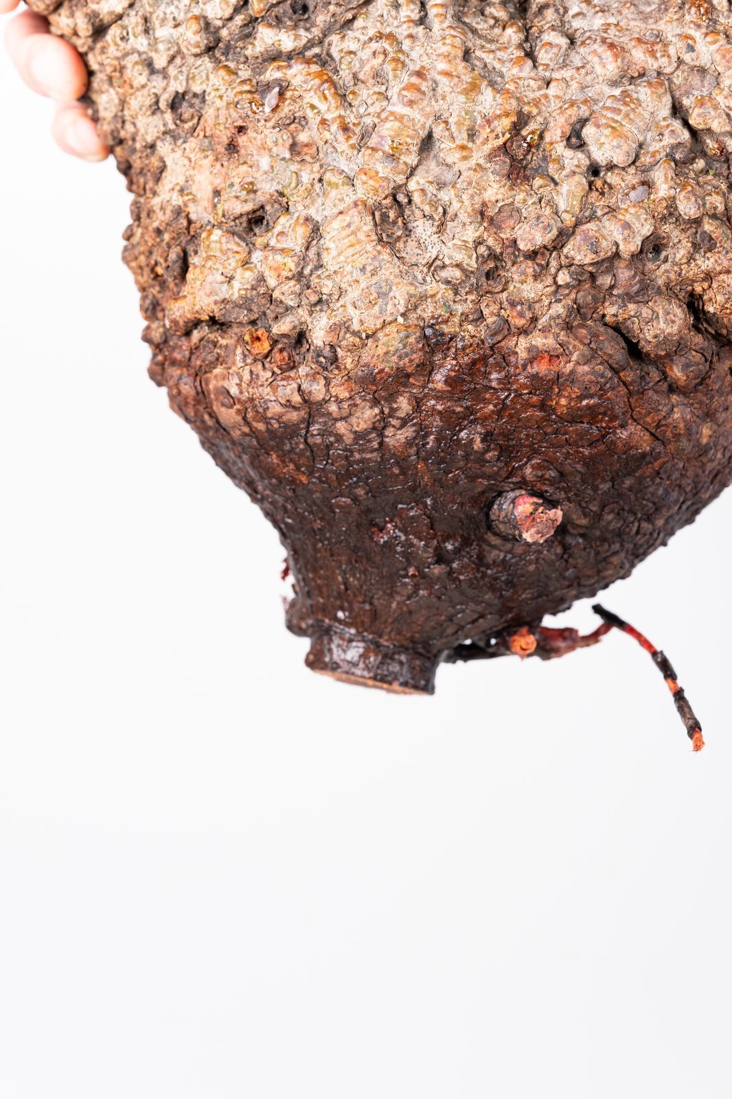 A59 オペルクリカリア パキプス コーデックス ベアルート株 - メルカリ