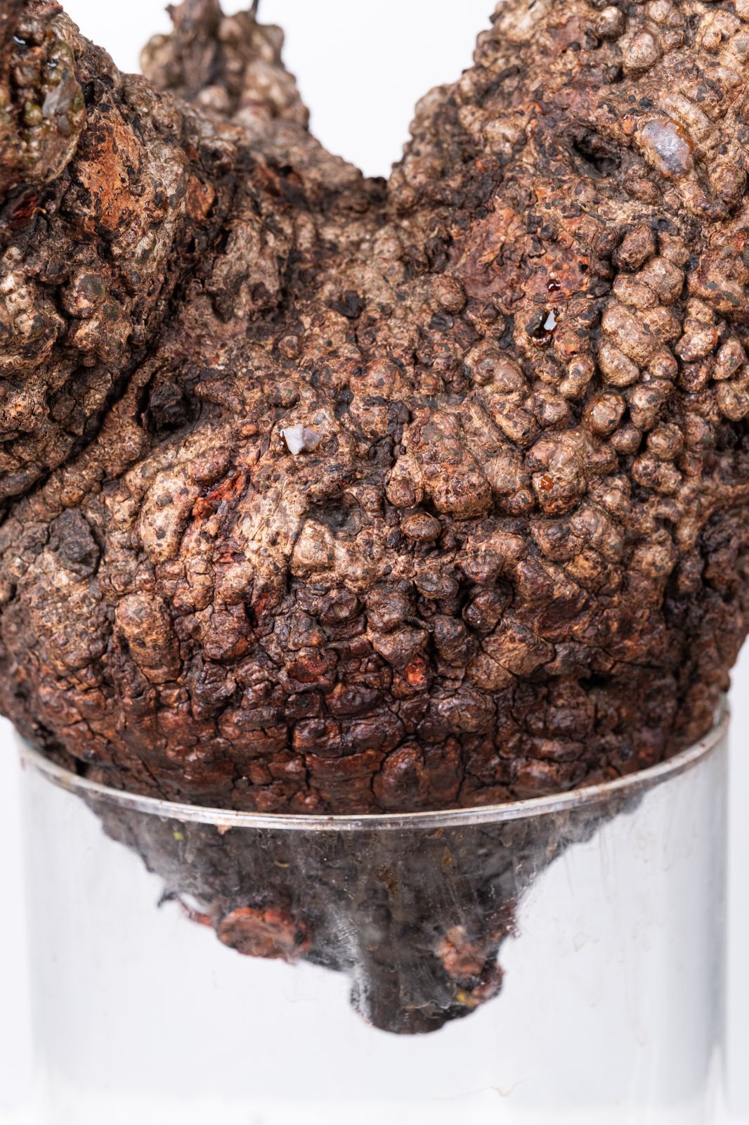 A59 オペルクリカリア パキプス コーデックス ベアルート株 - メルカリ