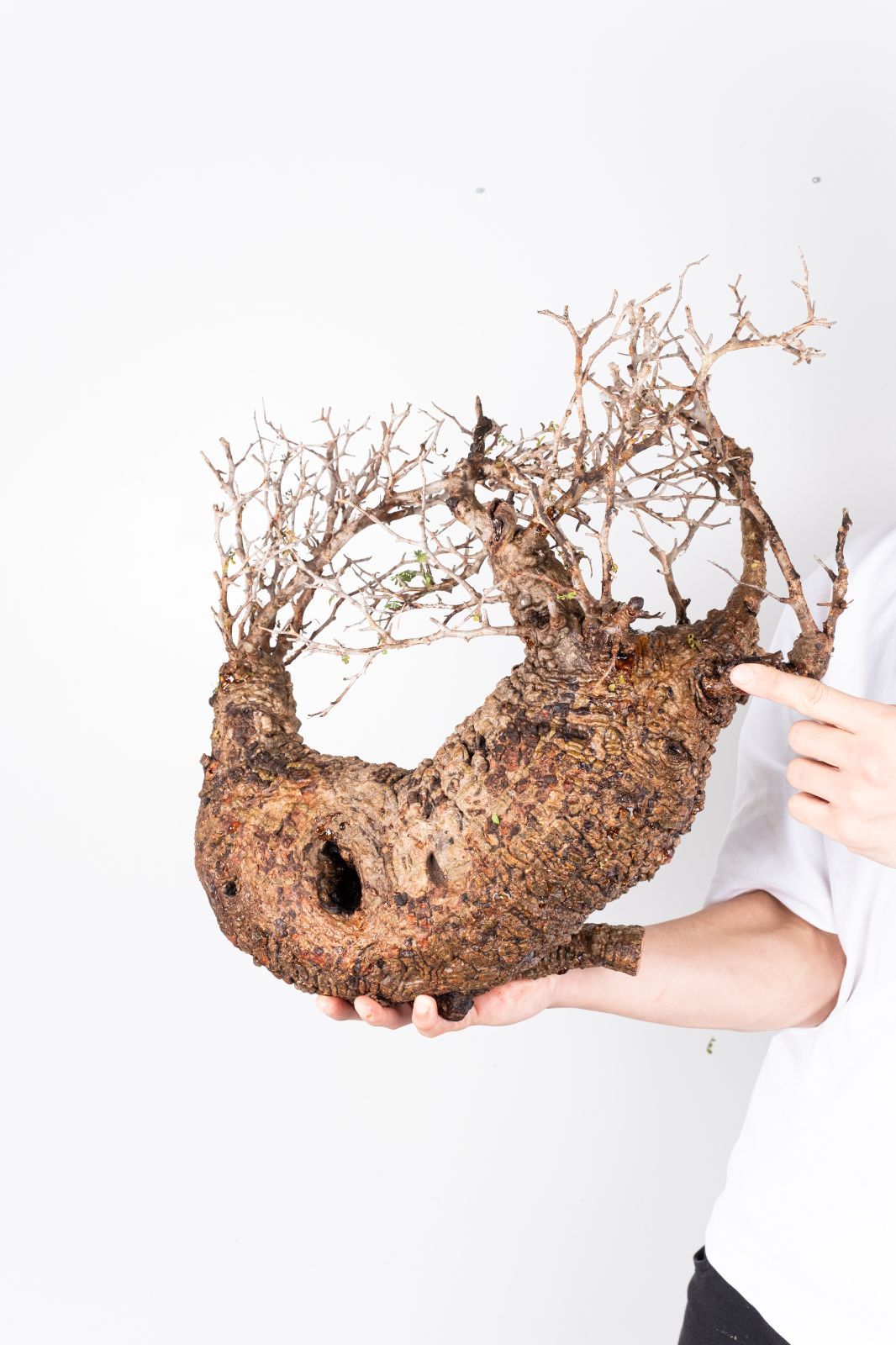 A60 オペルクリカリア パキプス コーデックス ベアルート株 - メルカリ