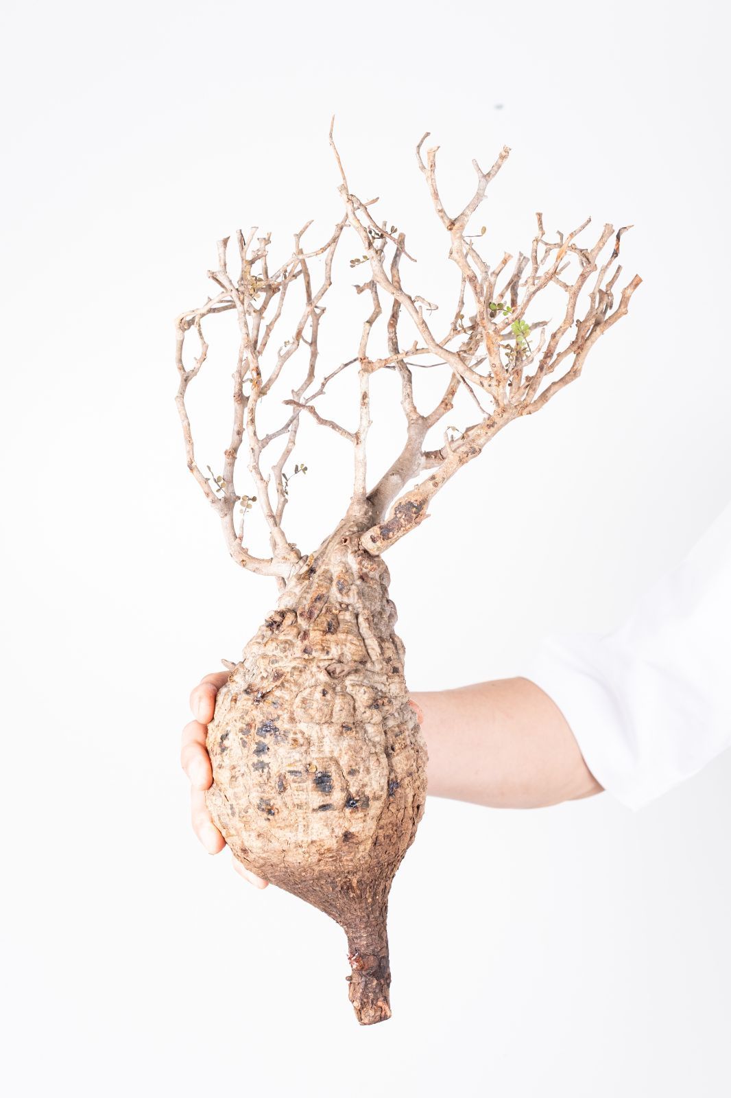 A63 オペルクリカリア パキプス コーデックス ベアルート株 - メルカリ