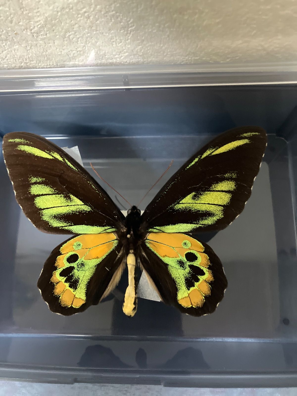 ロスチャイルドトリバネアゲハ♂ - メルカリ