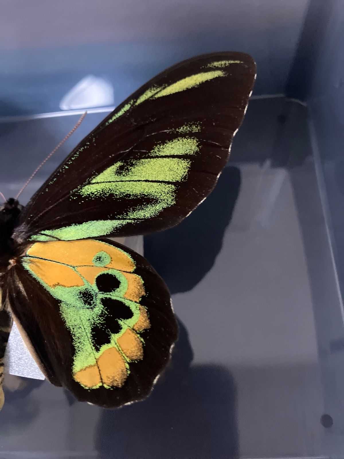 ロスチャイルドトリバネアゲハ♂ - メルカリ