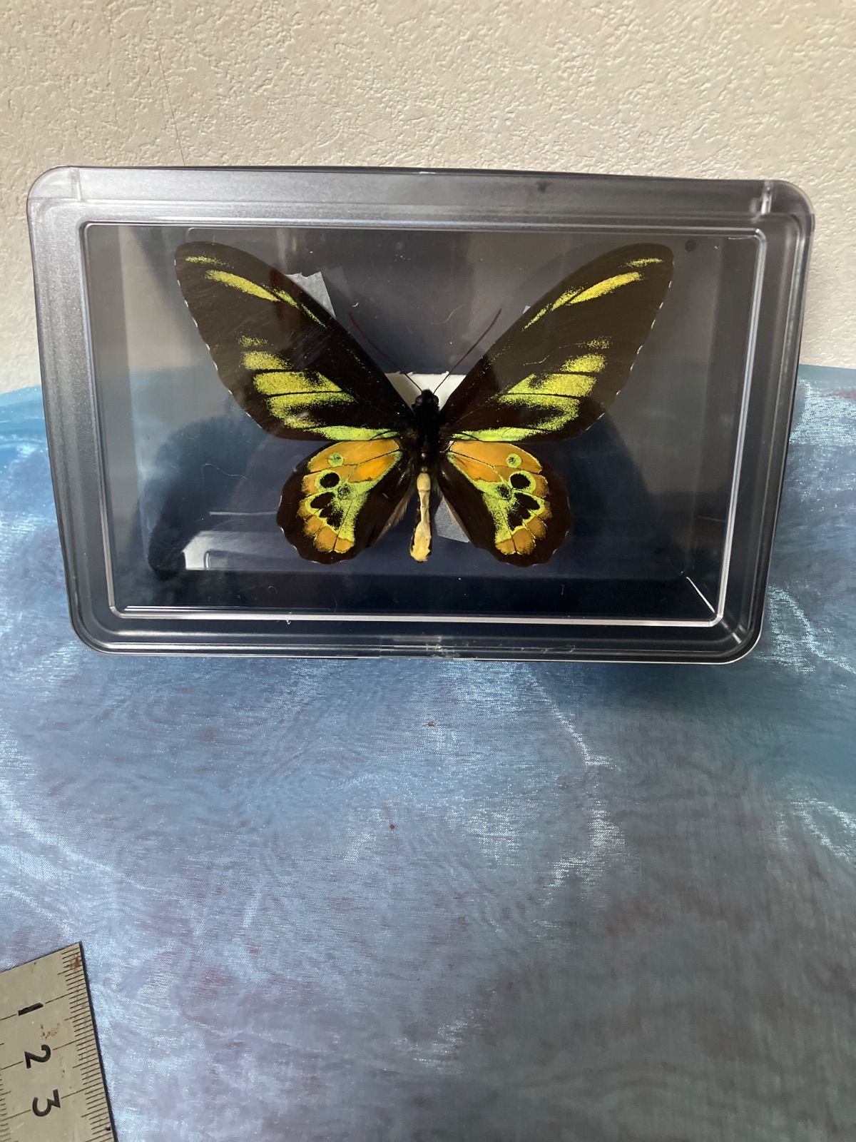 ロスチャイルドトリバネアゲハ♂ - メルカリ