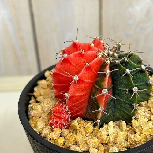 斑入りサボテン ギムノカリキウム ミハノビッチ(緋牡丹錦) 3.5号鉢