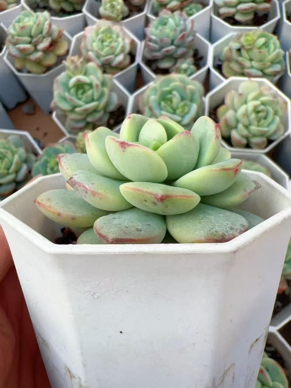 37#多肉植物アエオニウム❤️ バラの木 ❤️16頭19cm 拔き苗 新入荷 バニラ×24株 Z3863抜き苗 多肉植物 詰め合わせ アエオニウム
