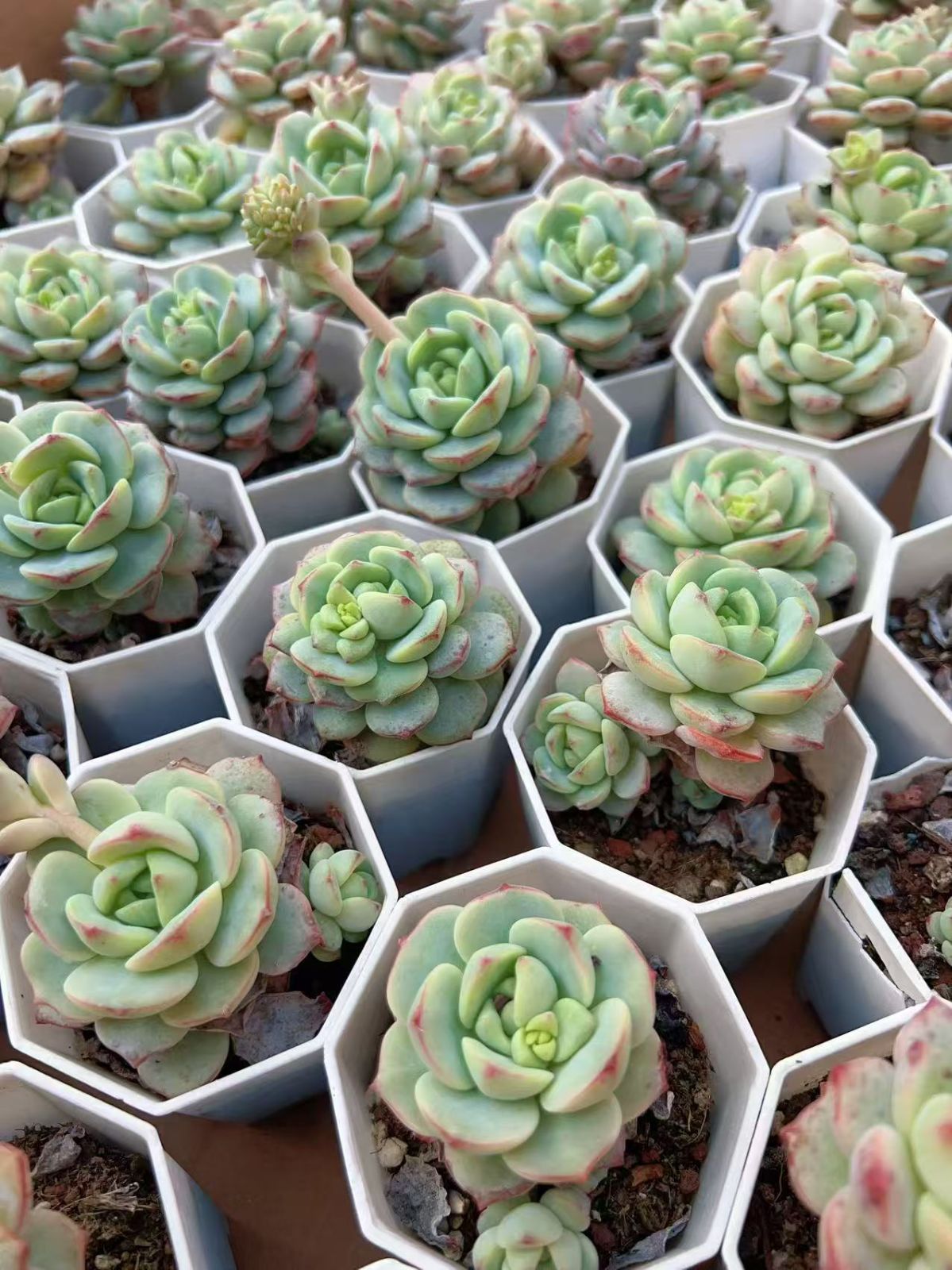 37#多肉植物アエオニウム❤️ バラの木 ❤️16頭19cm 拔き苗 新入荷 バニラ×24株 Z3863抜き苗 多肉植物 詰め合わせ アエオニウム
