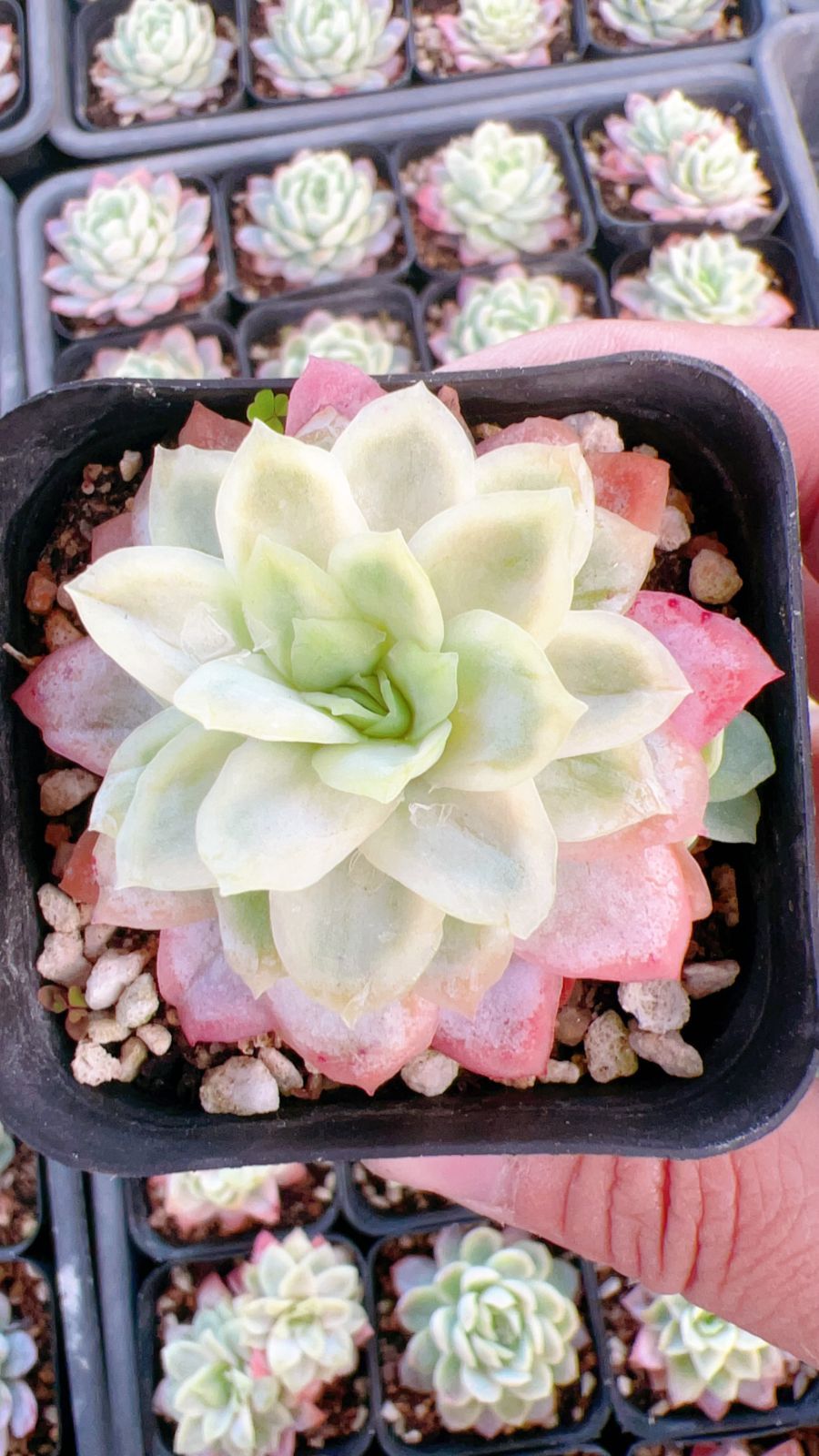 #多肉植物アエオニウム❤️ 58  91#観葉植物アエオニウム錦❤️グリーンメデューサセッカ❤️3大頭14cm ❤️1大頭9cm拔き苗 緑のバラ アエオニウム