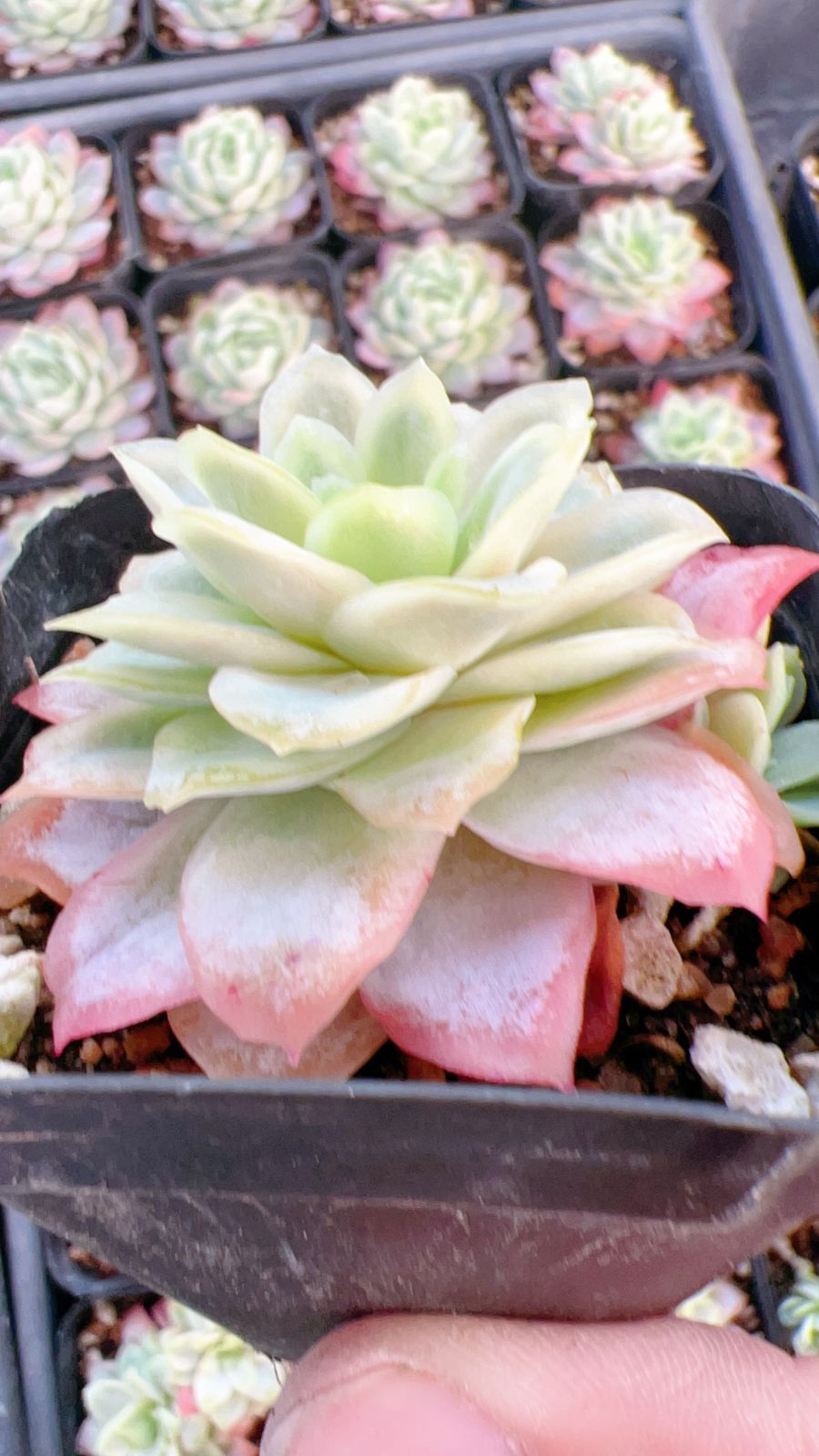 37#多肉植物アエオニウム❤️ バラの木 ❤️16頭19cm 拔き苗 新入荷 ヒョウヘンバラ×24株 Z3908抜き苗 多肉植物 詰め合わせ