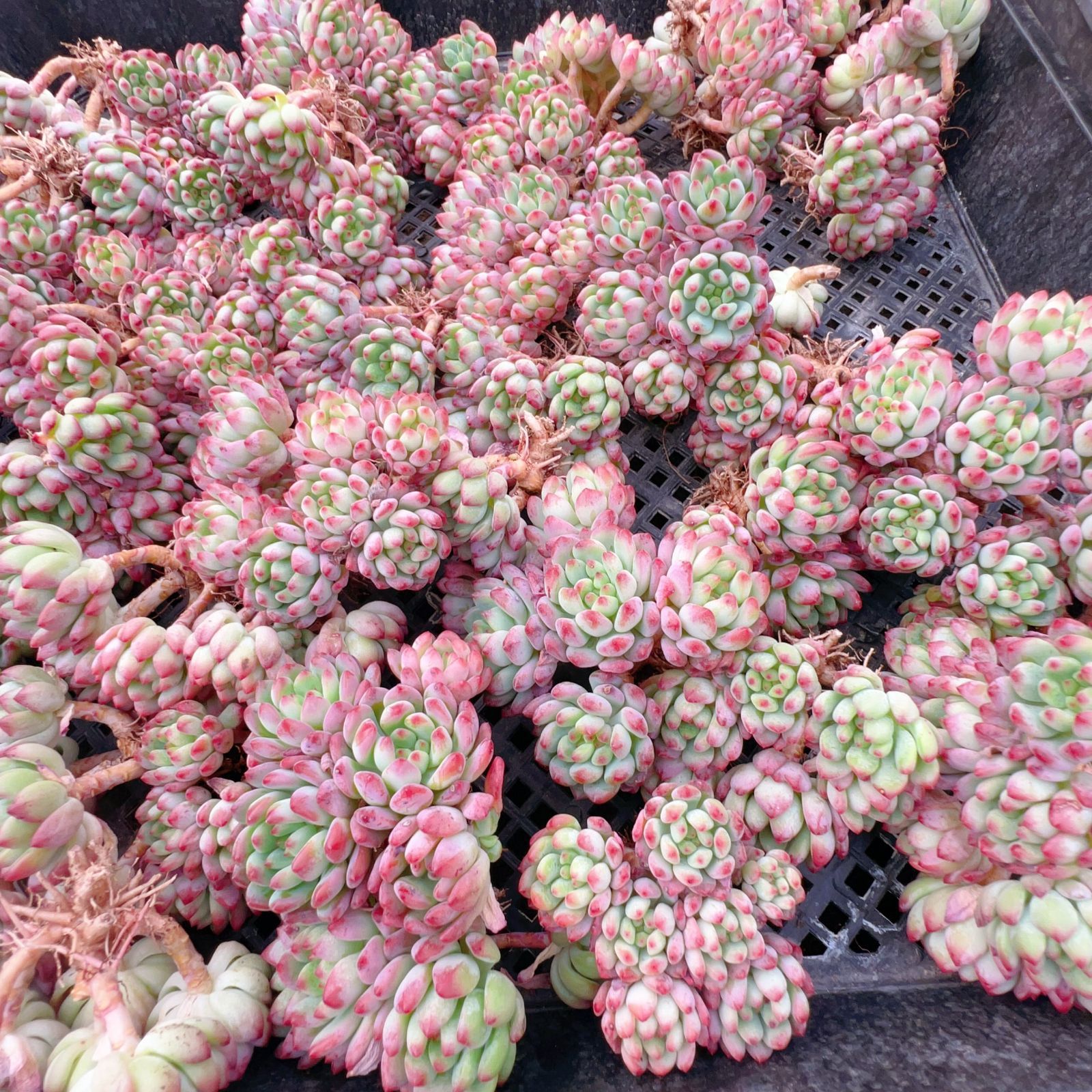 37#多肉植物アエオニウム❤️ バラの木 ❤️16頭19cm 拔き苗 新入荷 ブルーアップル×24株 Z3903抜き苗 多肉植物 詰め合わせ