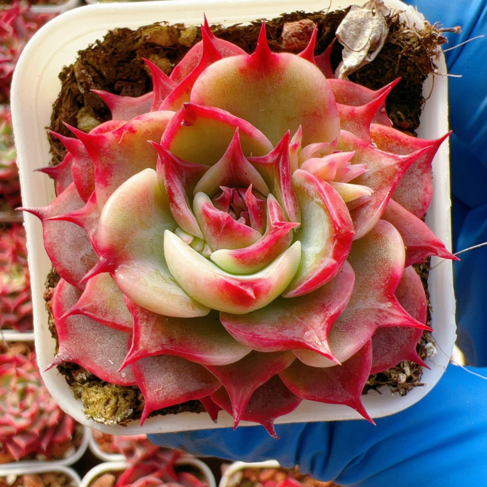 Z34×54苗 ユキツメ 新入荷 抜き苗 多肉植物 詰め合わせ アエオニウム