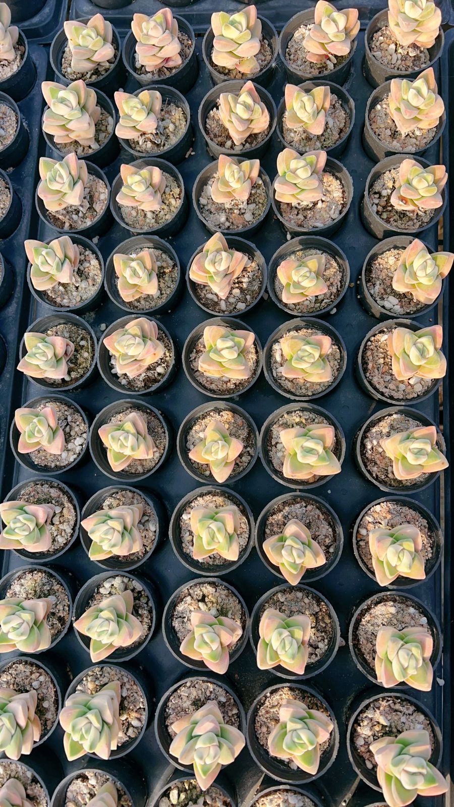 新入荷 キノカワニシキ×24株 Z3796抜き苗 多肉植物 詰め合わせ