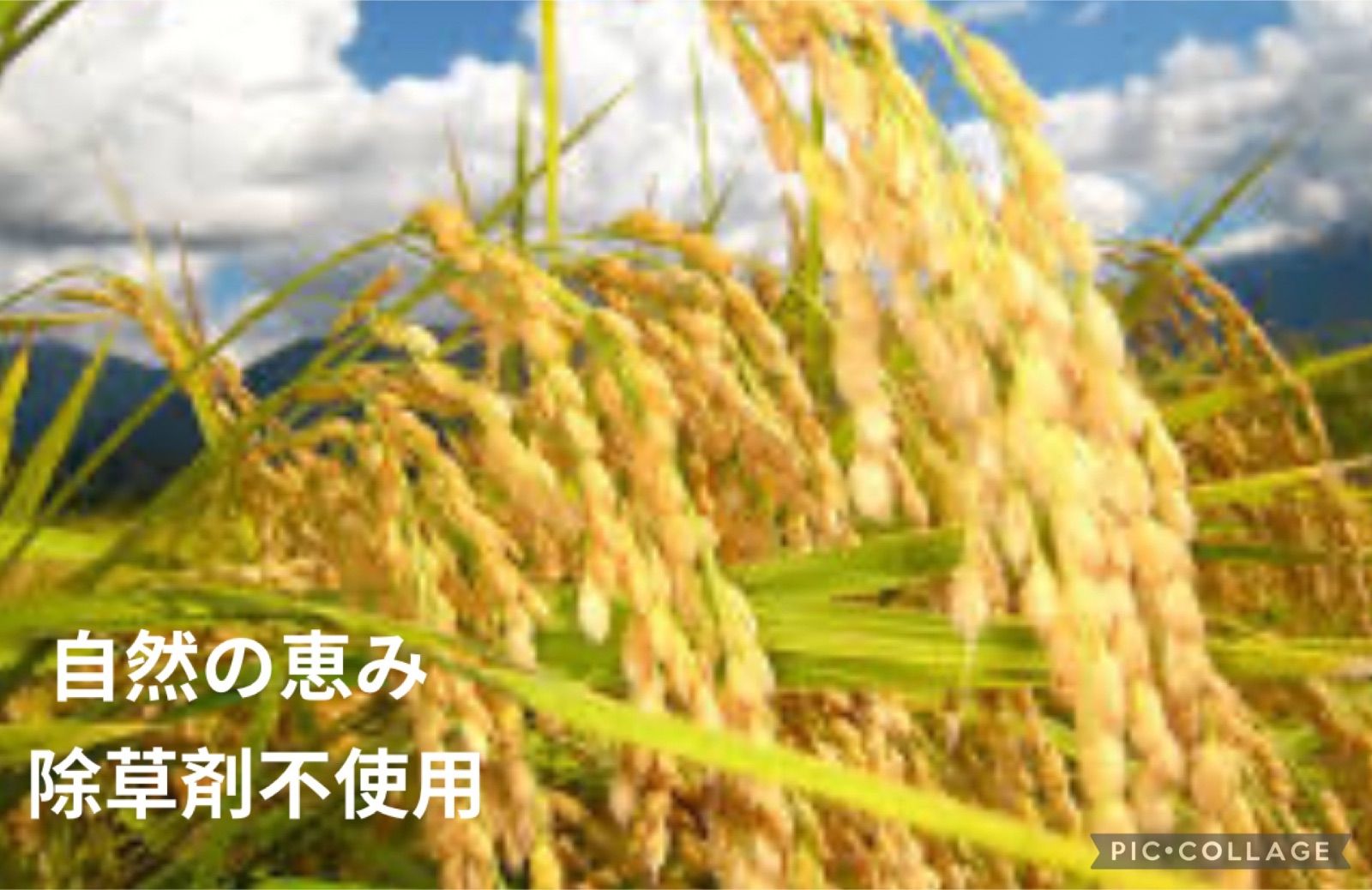 にこまる 10kg 農薬不使用 国産玄米 農家直送 単一品種 専用冷蔵庫