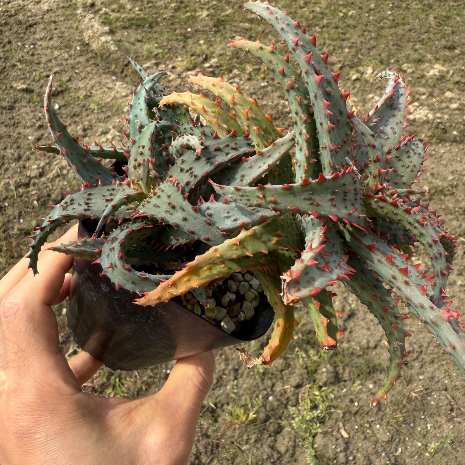 アロエ ハイブリッド 実生 多肉植物 Aloe hybrid 167 Aloe アロエ