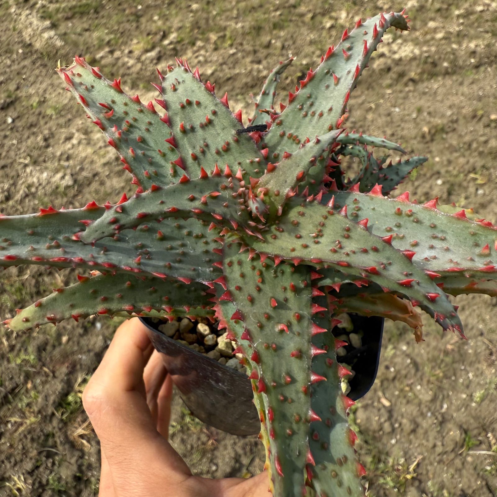 特上アロエ ハイブリッド Aloe hybrid 子株 第四種 Fe−16 特上 Aloe