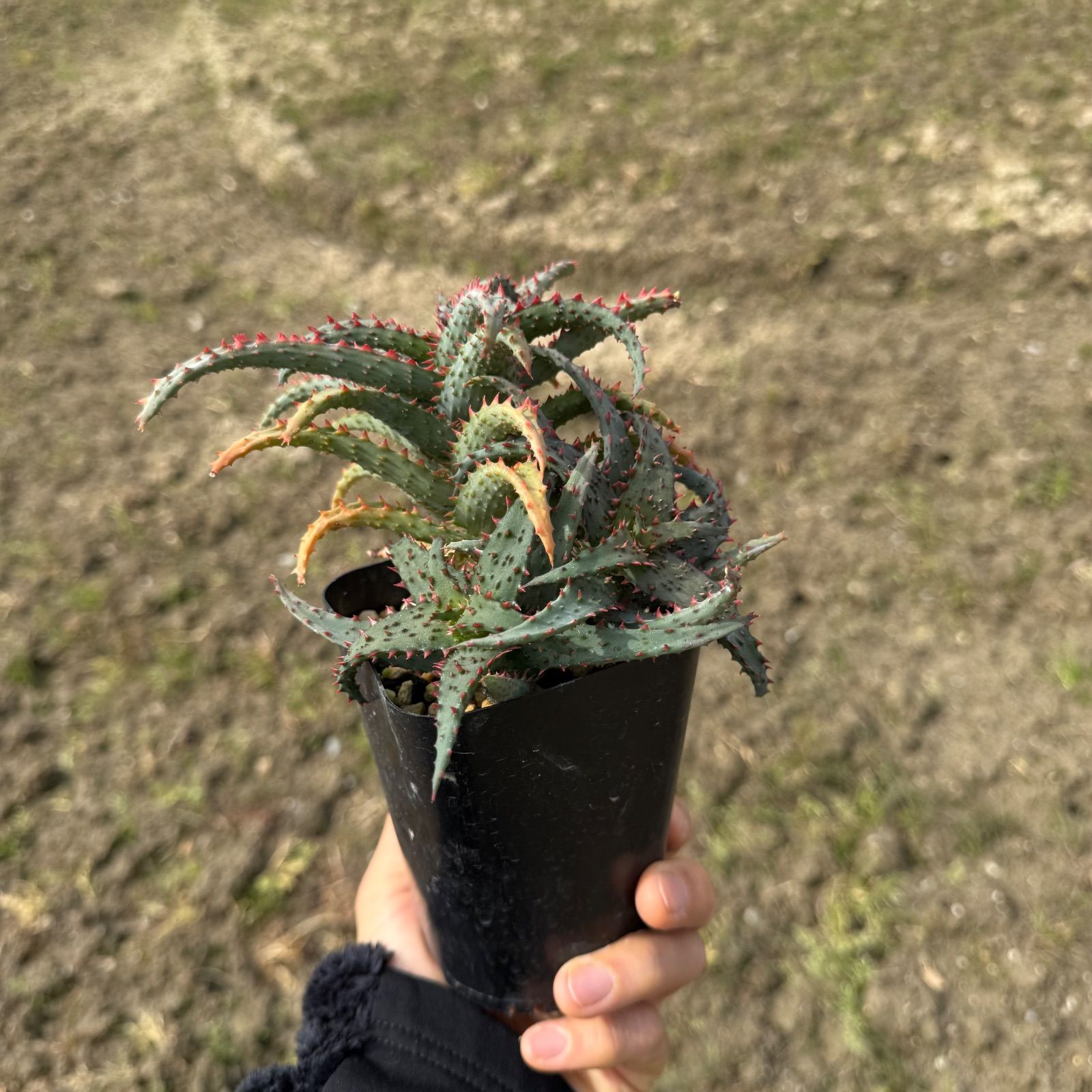 アロエ ハイブリッド Aloe hybrid 多肉植物 第四種 実生 | plants MARU