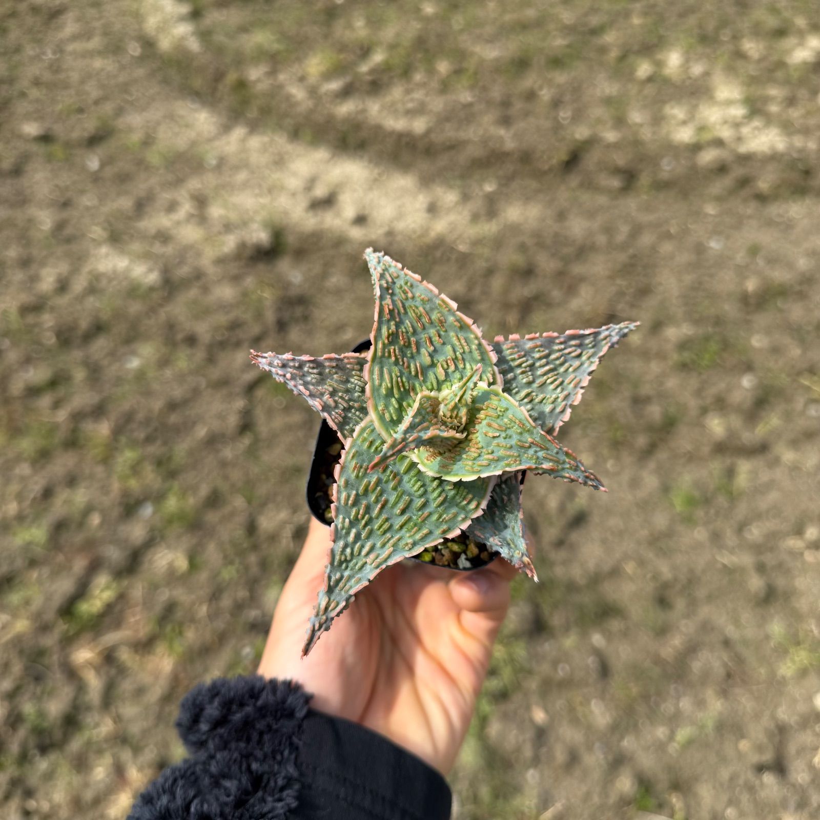 80 Aloe hyb アロエ ハイブリッド 実生未繁殖苗（多肉植物 観葉 80