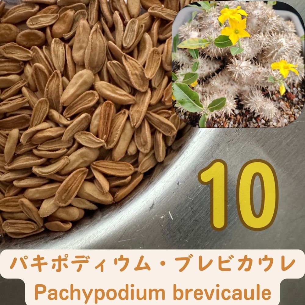 パキポディウム ウィンゾリー 輸入種子 100粒 2026.0220 入荷 【公式通販】